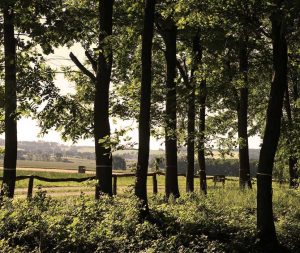 Blick vom Bestattungswald im Schönburger Land auf die umgebenden Felder